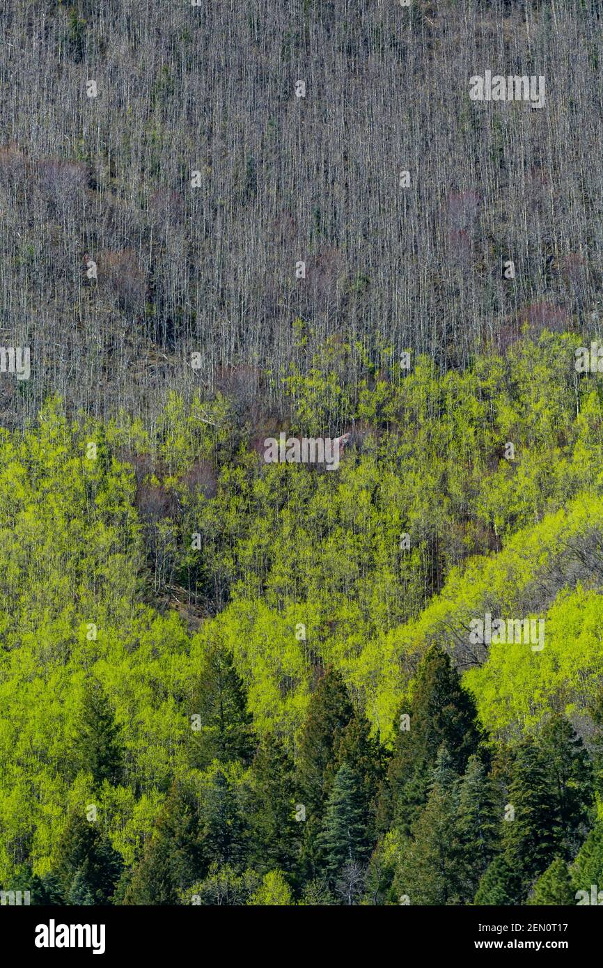 Quaking Aspens, Topulus tremuloides, che si allontana nel verde primaverile nelle montagne di Huachuca, Coronado National Forest, Arizona, USA Foto Stock