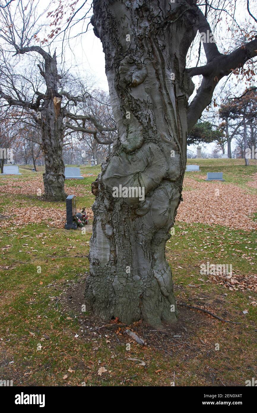 Spooky alberi nel cimitero. Foto Stock