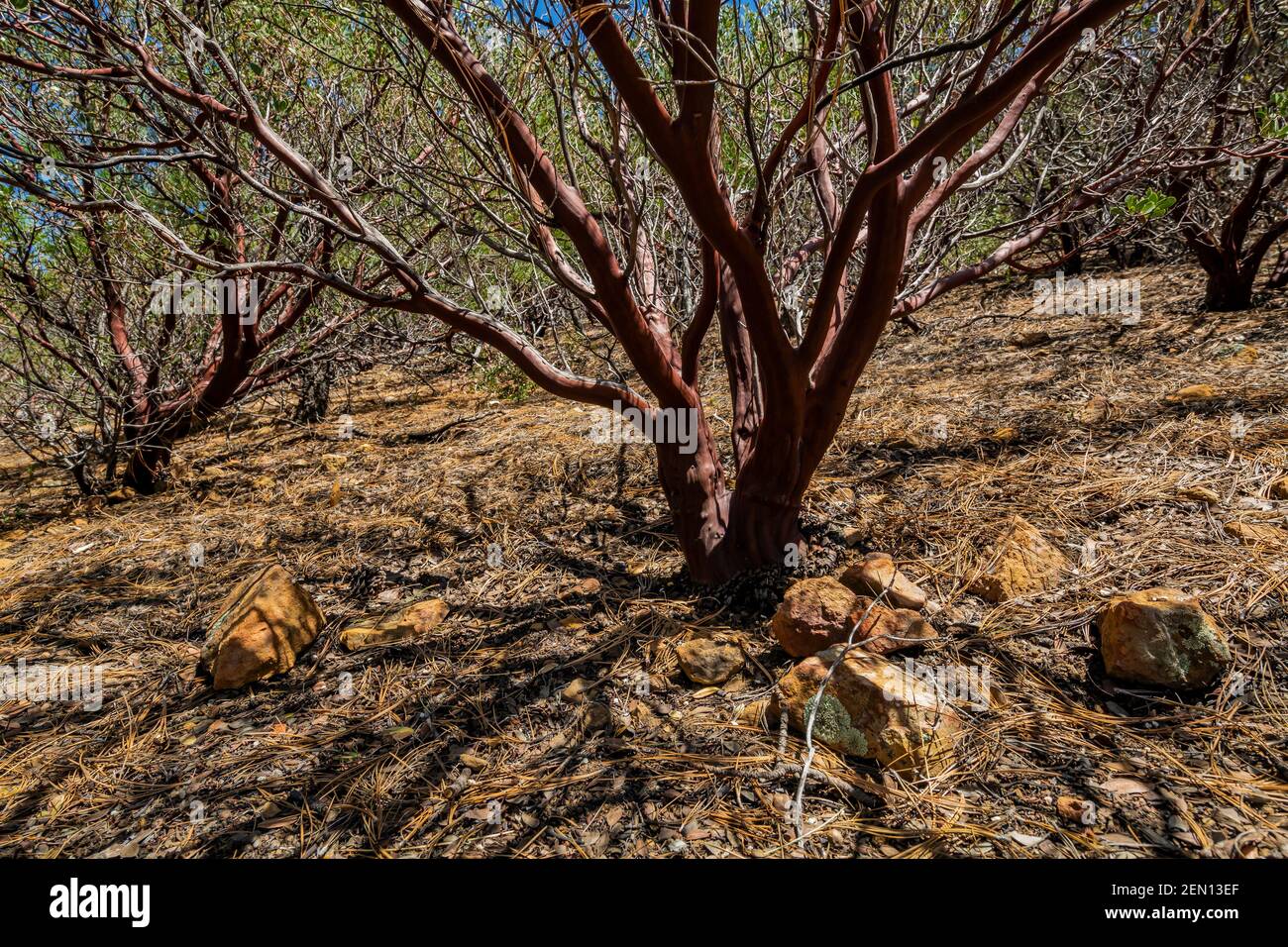 Pointleaf Manzanita, Arctostaphylos pungens, nel Miller Creek Wilderness delle Huachuca Mountains, Coronado National Forest, Arizona, USA Foto Stock