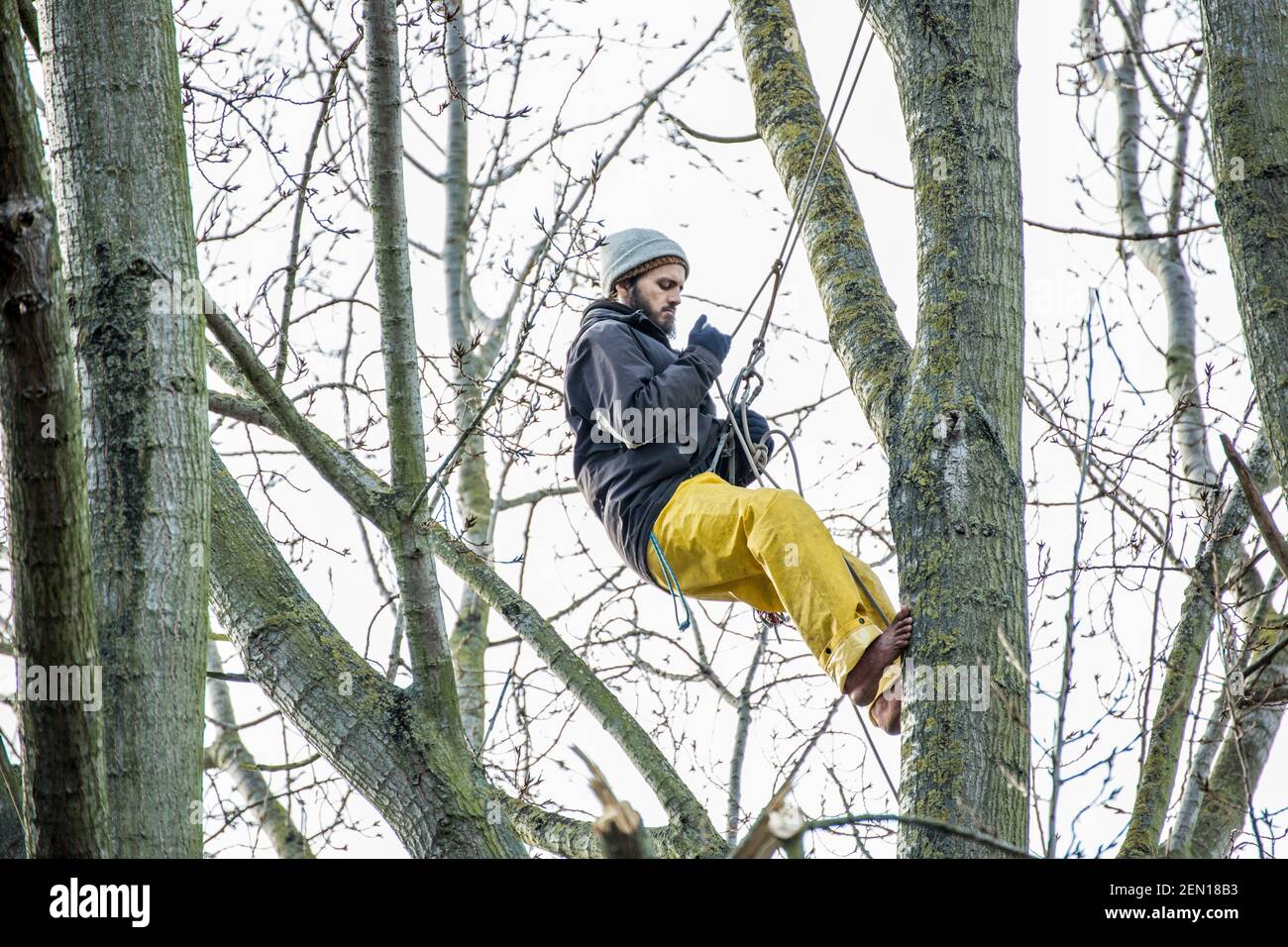 Londra, Regno Unito. 23rd Feb 2021. L'attivista ambientale Marcus Decker, 32 anni, sale per controllare lo stato di un nido di uccelli. E’ il secondo giorno di “tree-sitting” presso gli York Gardens di Londra, Battersea, dove tre attivisti hanno occupato un pioppo nero di 100 anni per evitare che si spelasse, durante la notte tra il 21st e il 22nd febbraio. L'albero era dovuto per il taglio giù per fare il posto per un nuovo cavo elettrico, parte del programma locale di rigenerazione dell'alloggiamento dal consiglio e dalle case di Taylor Wimpey. Di solito la presenza di nidi di uccelli attivi è motivo sufficiente per fermare o ritardare le fellings degli alberi. Foto Stock