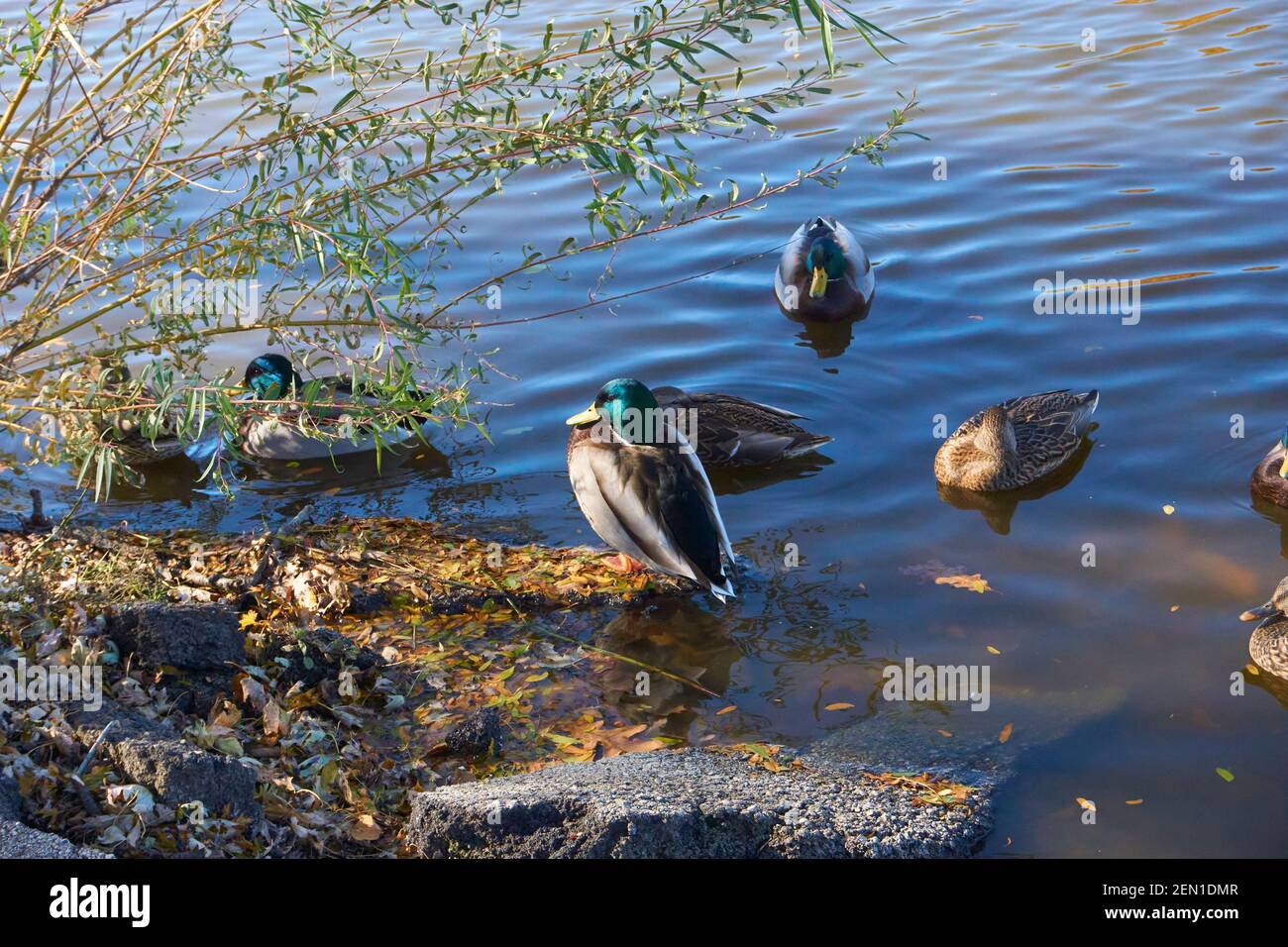 Le anatre di Mallard nuotano nello stagno del Parco Kosciuszko Milwaukee Wisconsin. Foto Stock