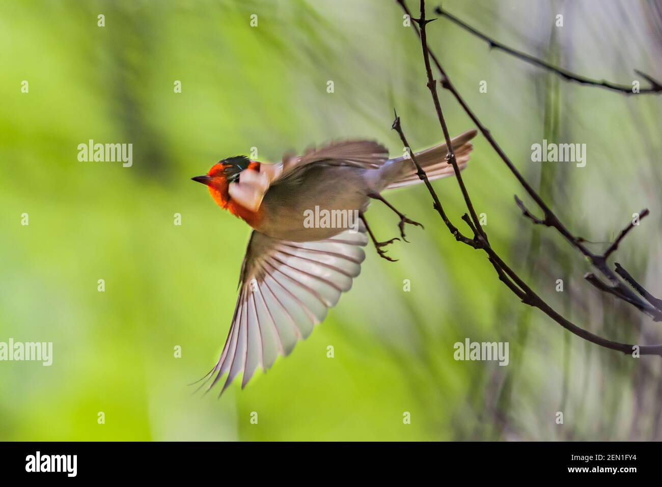 Red-faced Warbler, cardellina rubrifrons, nella Miller Peak Wilderness, Huachuca Mountains, Coronado National Forest, Arizona, USA Foto Stock