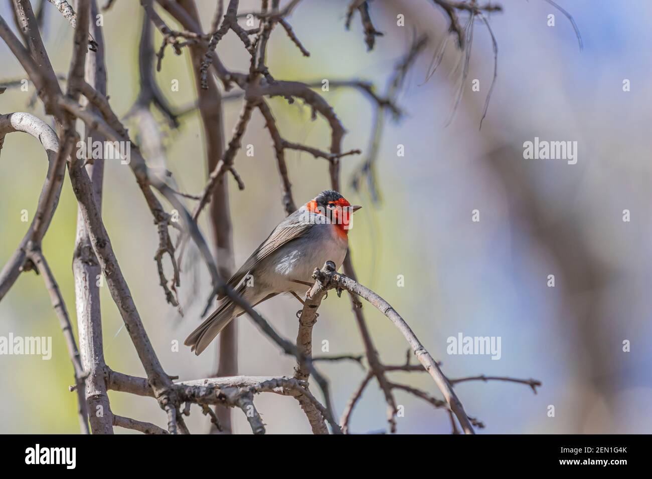 Red-faced Warbler, cardellina rubrifrons, nella Miller Peak Wilderness, Huachuca Mountains, Coronado National Forest, Arizona, USA Foto Stock