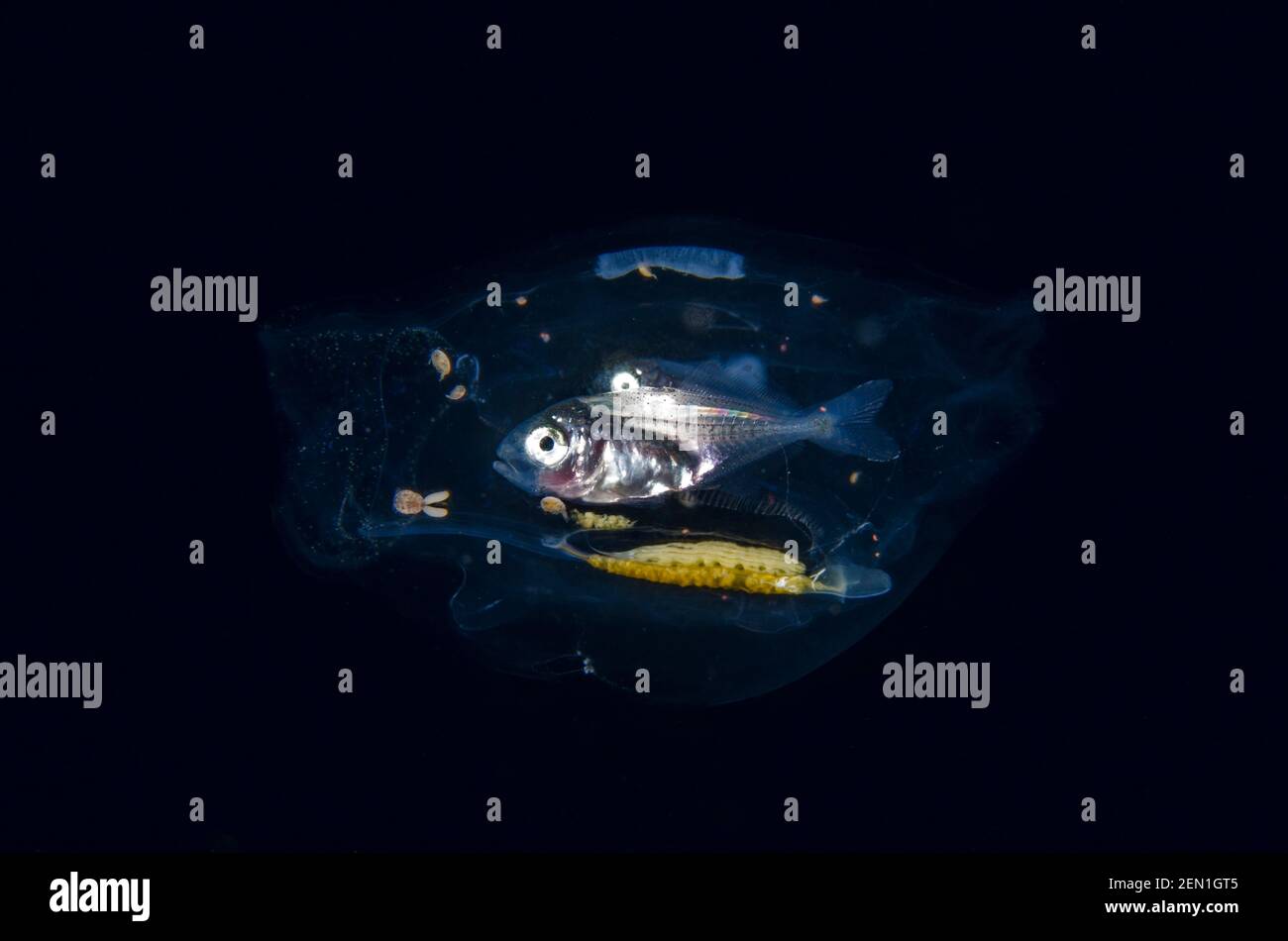 Catena di Salp, famiglia Salpidae, con piccoli pesci e copepod, sottoclasse Copepoda, e velieri all'interno in cerca di protezione, immersione notturna Blackwater, Seraya, Ka Foto Stock