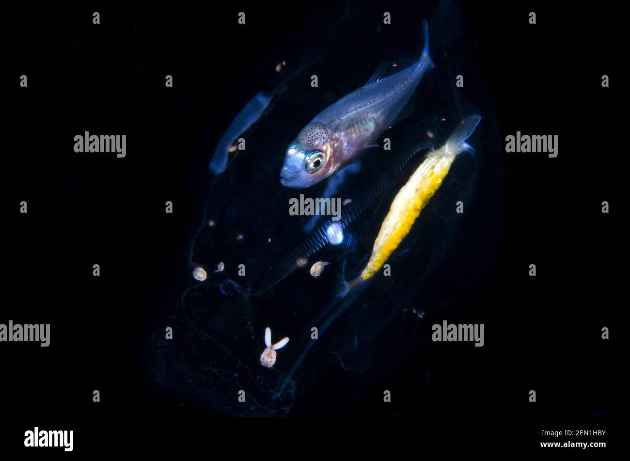 Catena di Salp, famiglia Salpidae, con piccoli pesci e copepod, sottoclasse Copepoda, e velieri all'interno in cerca di protezione, immersione notturna Blackwater, Seraya, Ka Foto Stock