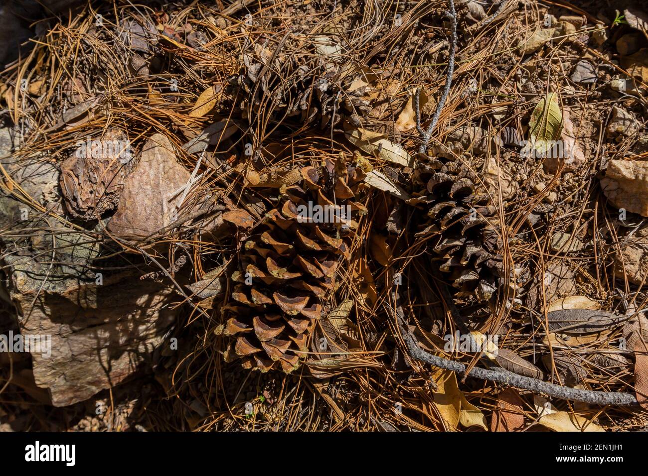 Coni di pino caduti, probabilmente di Apache Pine, Pinus engelmannii, nelle montagne di Huachuca, Coronado National Forest, Arizona, USA Foto Stock