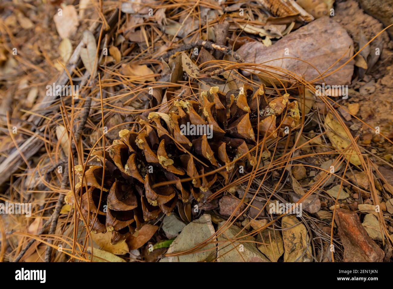 Cono di pino caduto, probabilmente di Apache Pine, Pinus engelmannii, nelle montagne di Huachuca, Coronado National Forest, Arizona, USA Foto Stock