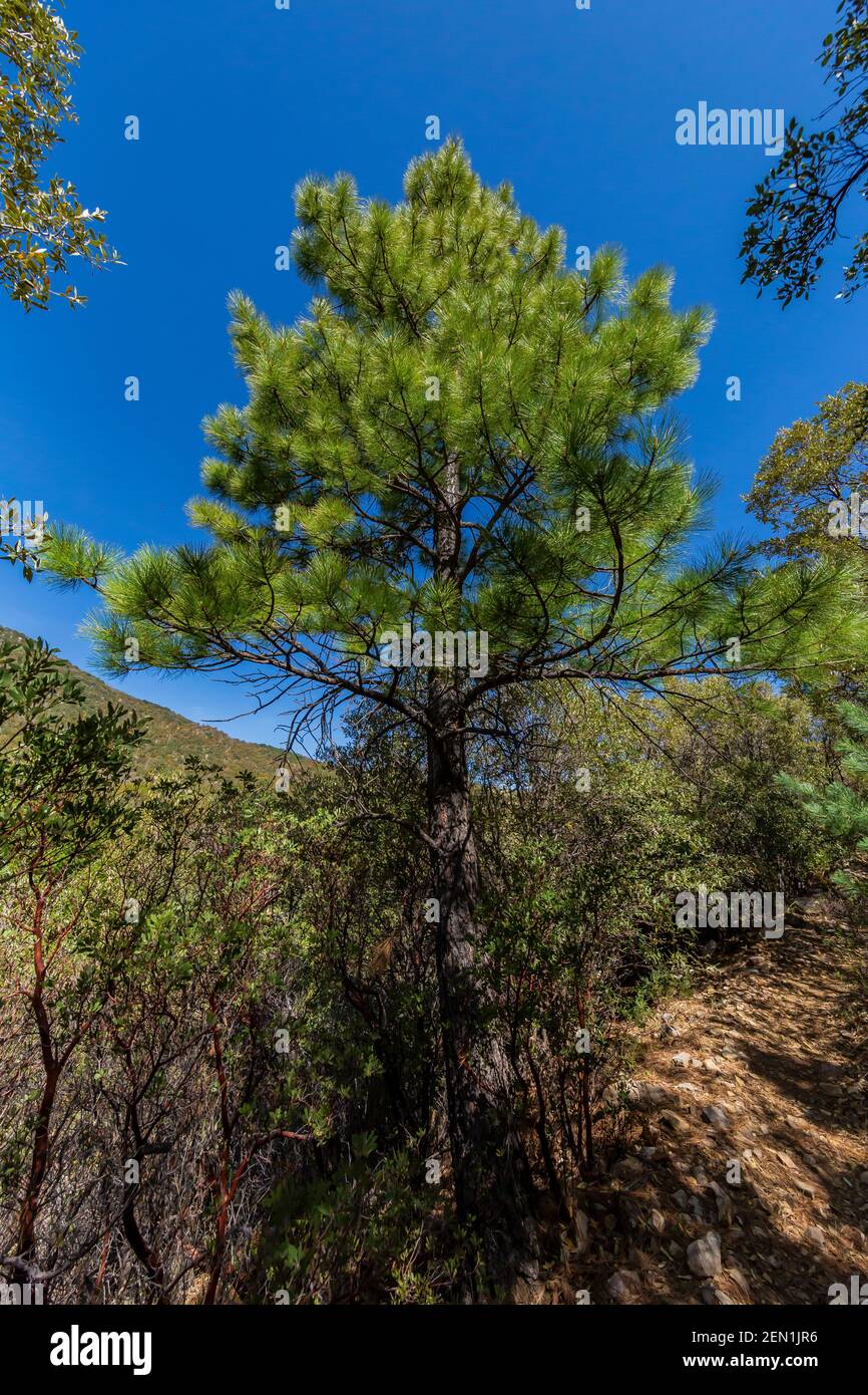 Pino, forse pino Apache, Pinus engelmannii, in Huachuca Montagne, Coronado National Forest, Arizona, Stati Uniti Foto Stock