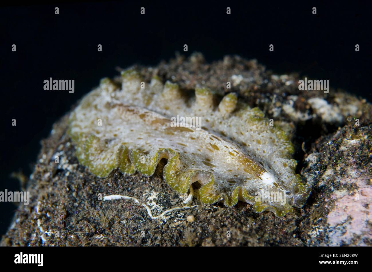 Cryptic Flatworm, Pseudobiceros kryptos, Coral Gardens Dive Site, Tulamben, Karangasem, Bali, Indonesia, Oceano Indiano Foto Stock