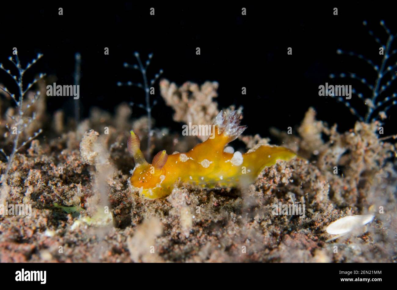 Phanerobranch nudiranch, Plocamopherus maculapodium, Batu NiTi dive site, Seraya, Karangasem, Bali, Indonesia, Oceano Indiano Foto Stock