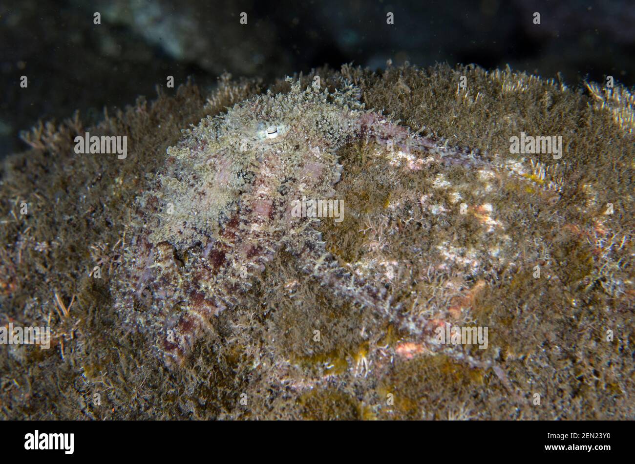 Veleno Octopus, Octopus mototi, camuffato su roccia, immersione notturna, Seraya Secrets sito di immersione, Seraya, Karangasem, Bali, Indonesia, Oceano Indiano Foto Stock