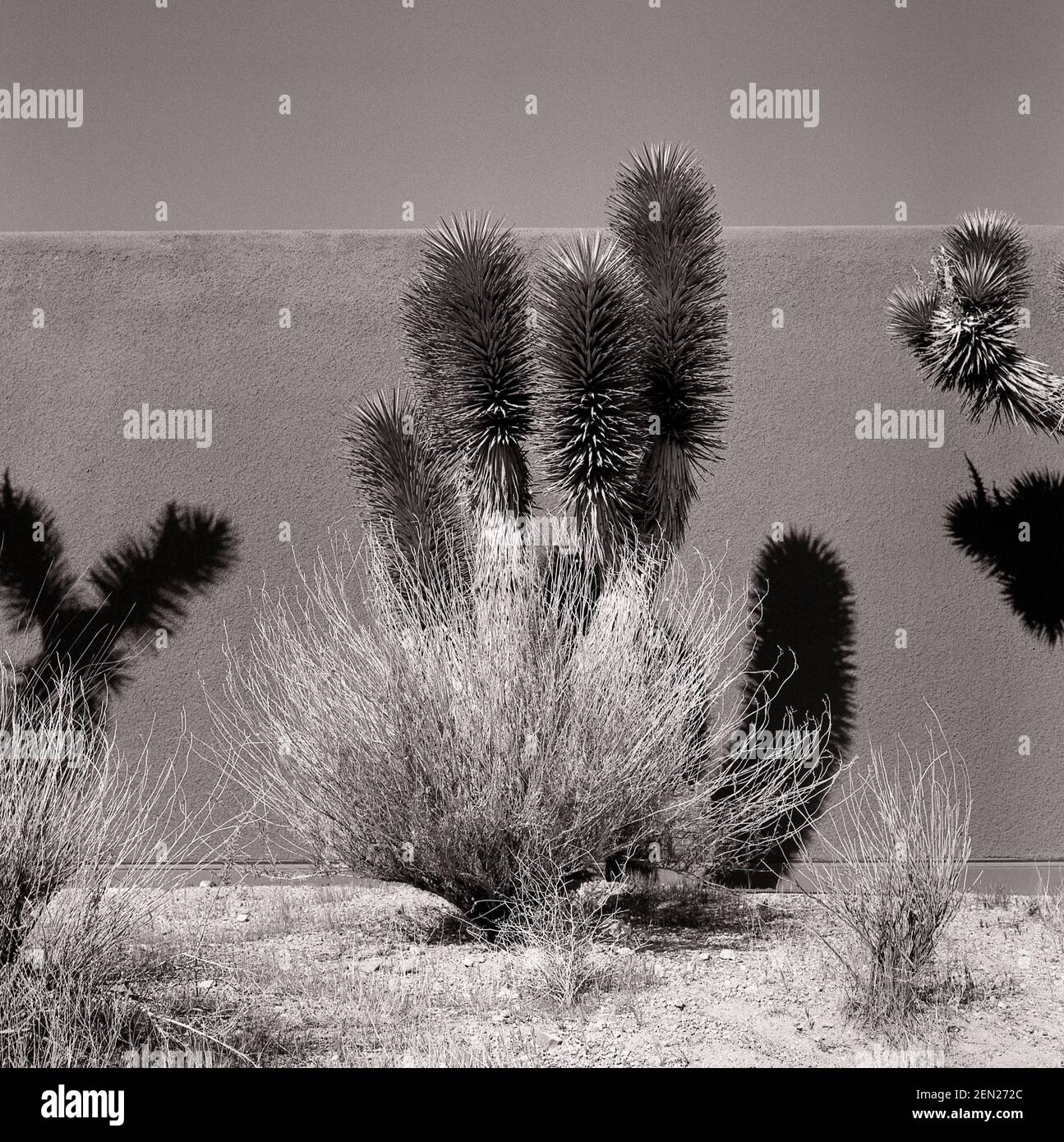 Giardino di cactus e piante desertiche di fronte al muro e cielo Foto Stock