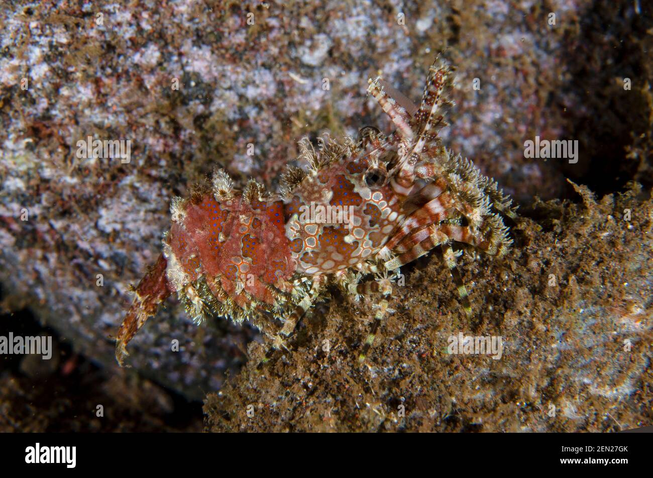 Saron Shrimp, Saron sp, immersione notturna, sito di immersione Seraya Secrets, Seraya, Karangasem, Bali, Indonesia, Oceano Indiano Foto Stock