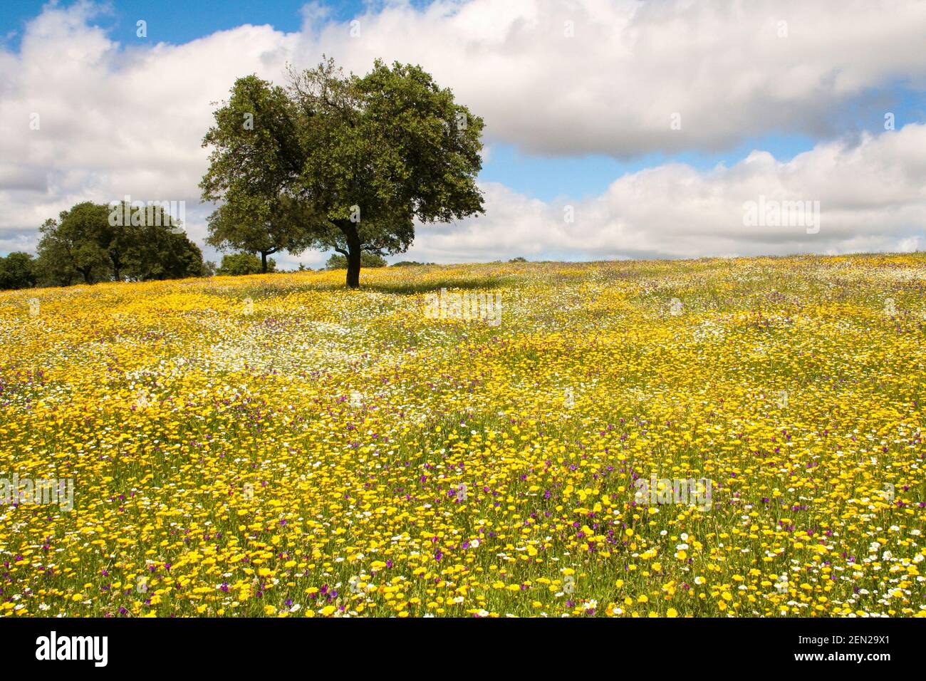 Lecci nella Dehesa con il campo pieno di fiori gialli e margherite Foto Stock
