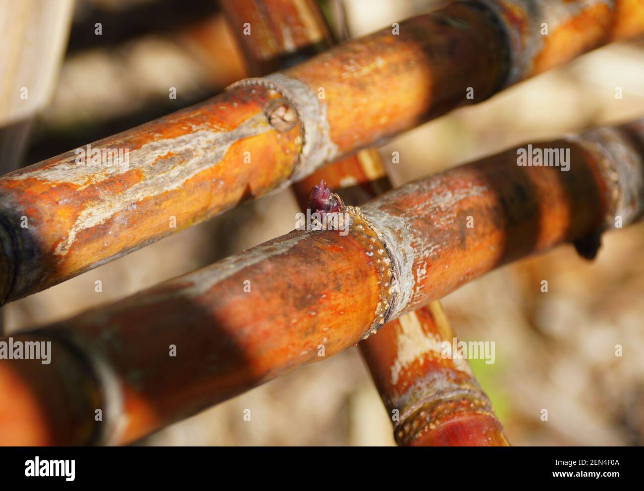 Primo piano di un colore bruno rossastro di canna da zucchero Foto Stock