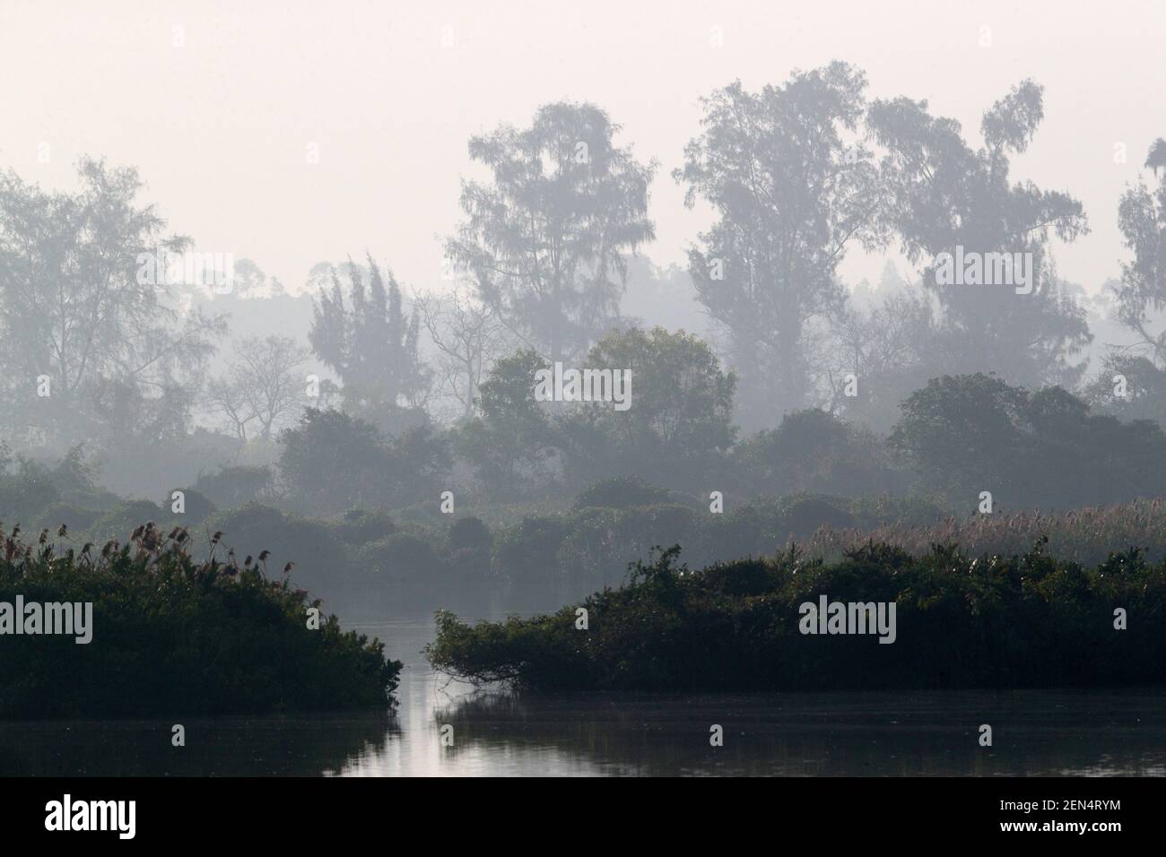 Canne, mangrovie e casuarina, Stagno 7, mai po Riserva Naturale, nuovi territori, Hong Kong 15 febbraio 2021 Foto Stock