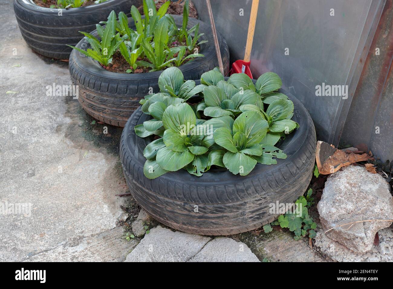 Verdure verdi che crescono in un pneumatico usato dell'automobile, Kwu Tung Nord, nuovi territori, Hong Kong 22 febbraio 2021 Foto Stock