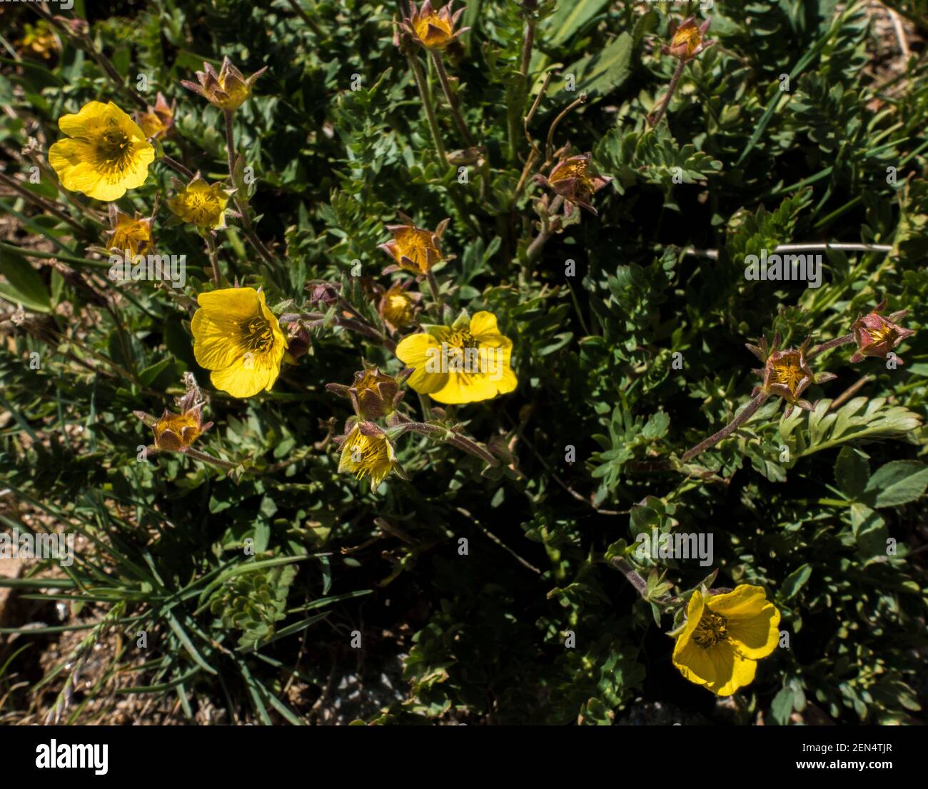 Arbusti cinquefoil Potentilla frutticosa fiore di pianta, Rocky Mountain National Park, Colorado, Stati Uniti d'America Foto Stock