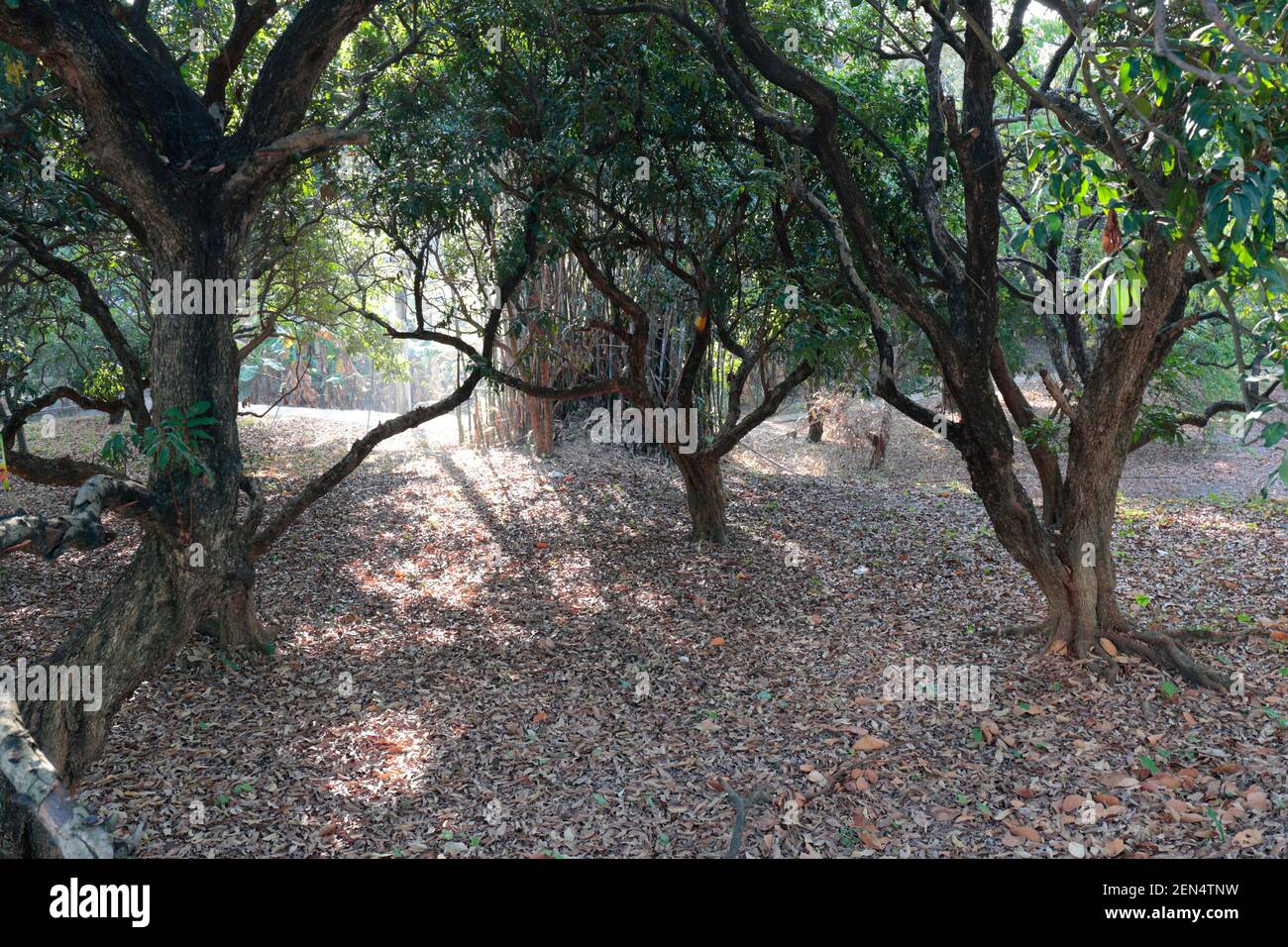 Orchard abbandonata di Lychee, Kwu Tung Nord, nuovi territori, Hong Kong, Cina 22nd Feb 2021 Foto Stock