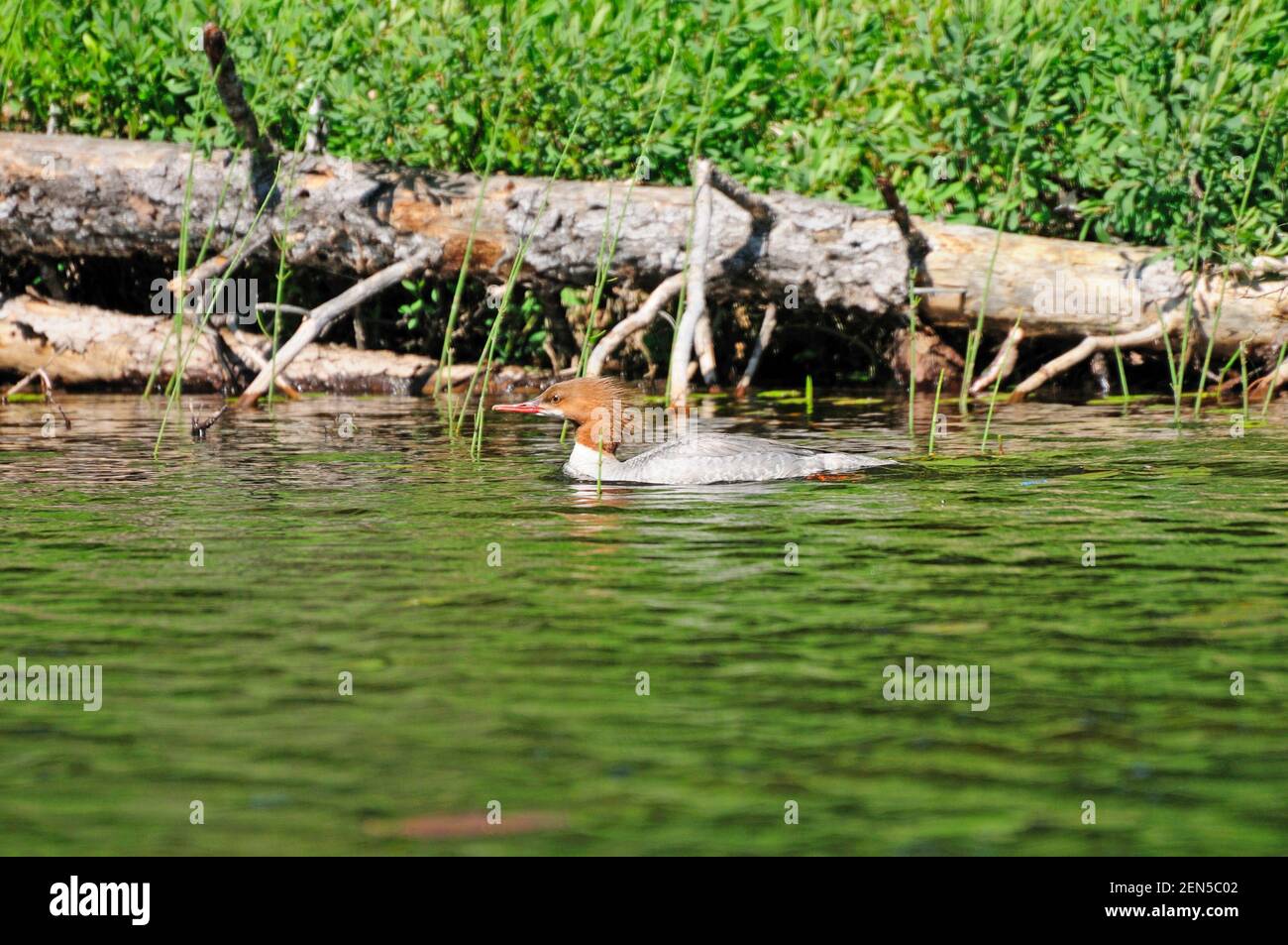 Un Merganser comune nel paese canoe in Minnesota Foto Stock
