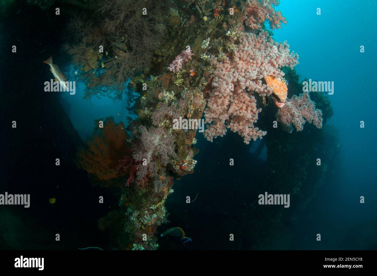 Onespot Snapper, Lutjanus monostigma, e Cherry Blossom Coral, Siffonogorgia godeffroyi, con relitto in background, Liberty Wreck immersione sito, Tulamben, Foto Stock