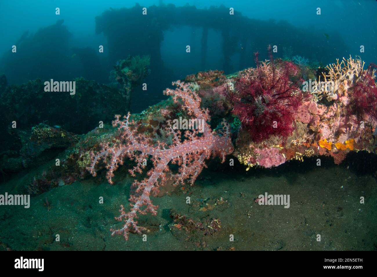 Soft Glomerate Tree Coral, Dendronephthya sp, con relitto stiva con colonne sullo sfondo, sito di immersione Liberty Wreck, Tulamben, Karangasem, Bali, Indones Foto Stock