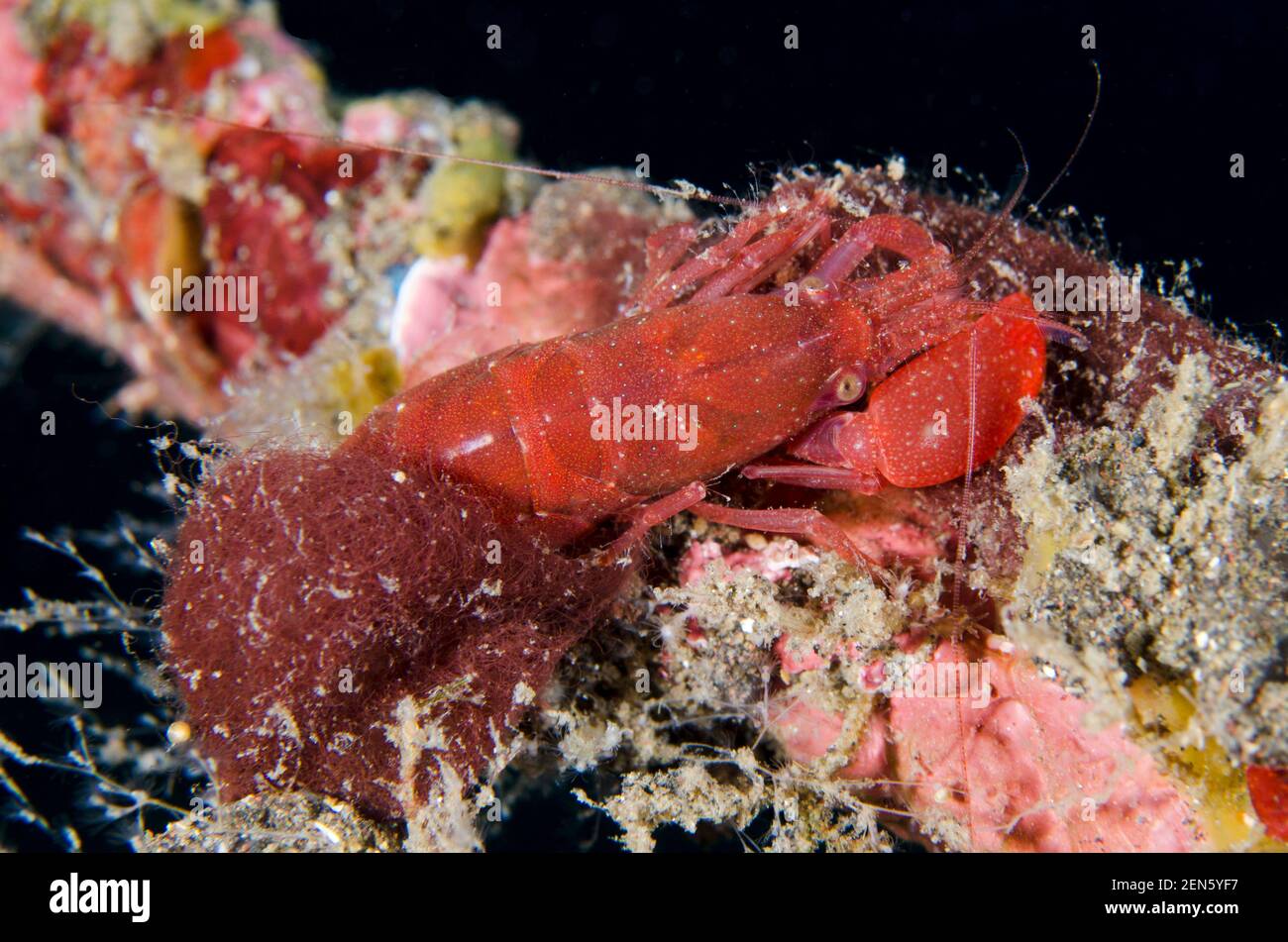 Gamberi a scatto con tubo di alghe, Alpheus frontalis, tubo di alghe rosse in uscita (Ceramium sp), sito di immersione Bulakan Slope, Seraya, Karangasem, Bali, Indonesia, IND Foto Stock