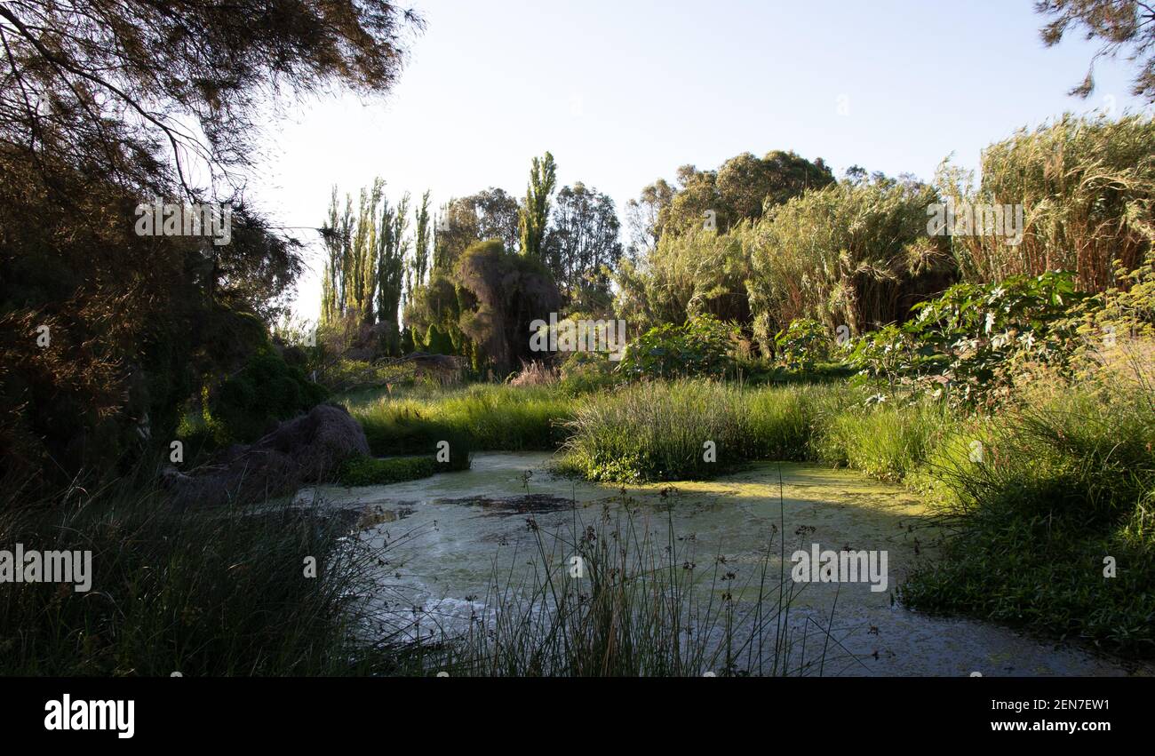 Paludi circondate da boschi Foto Stock