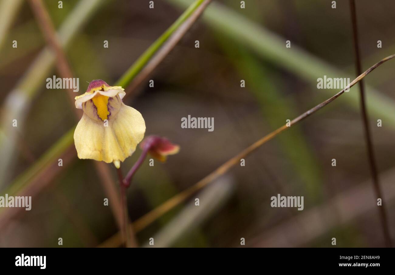 Fiore giallo di Utricularia hispida preso in habitat naturale vicino a Diamantina in Minas Gerais, Brasile Foto Stock