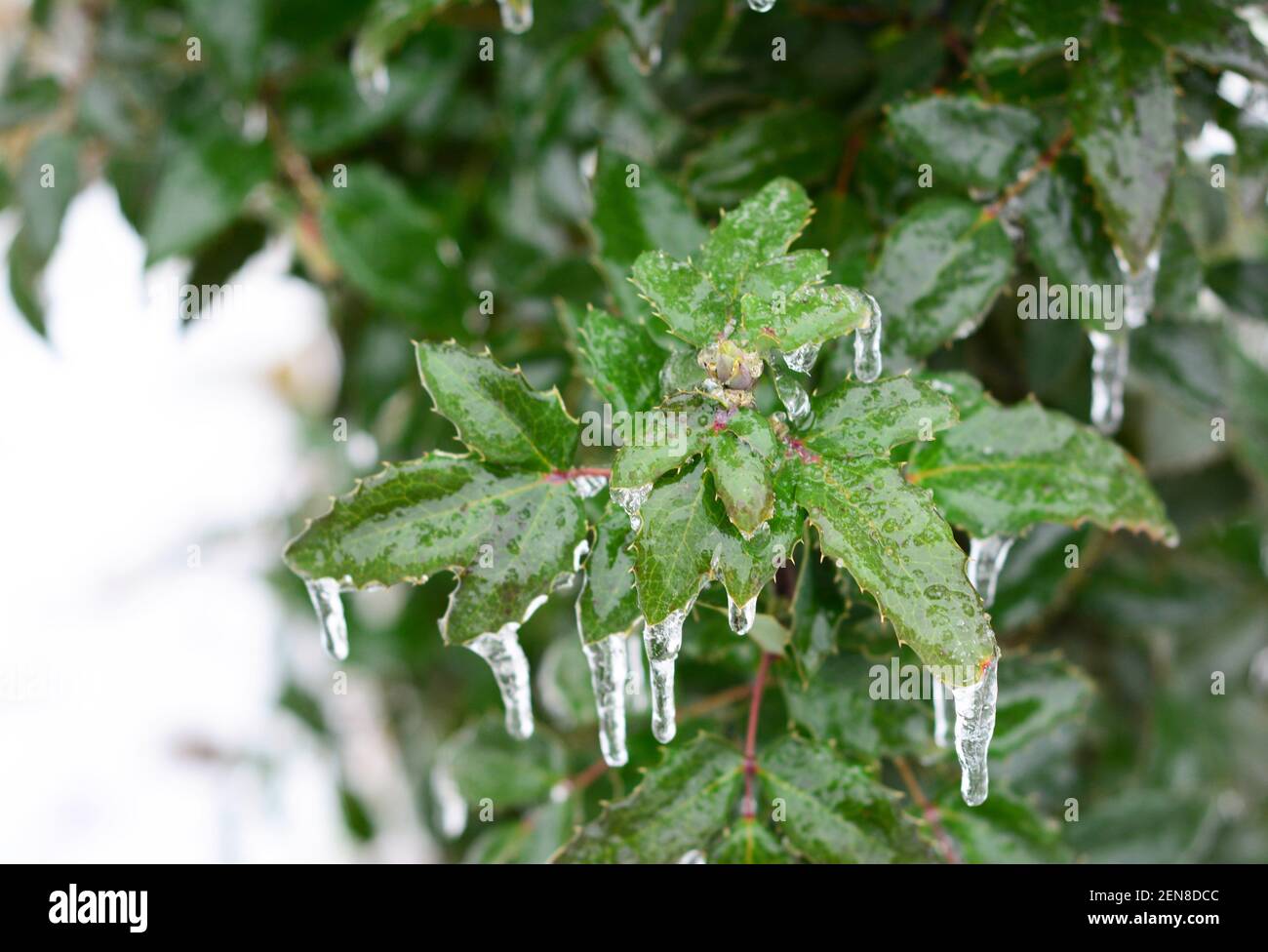 Un primo piano di un arbusto sempreverde agile europeo, Ilex coperto di ghiaccio dopo una tempesta di ghiaccio, pioggia di congelamento, pellet di ghiaccio in inverno. Foglie verdi di vetro di Foto Stock