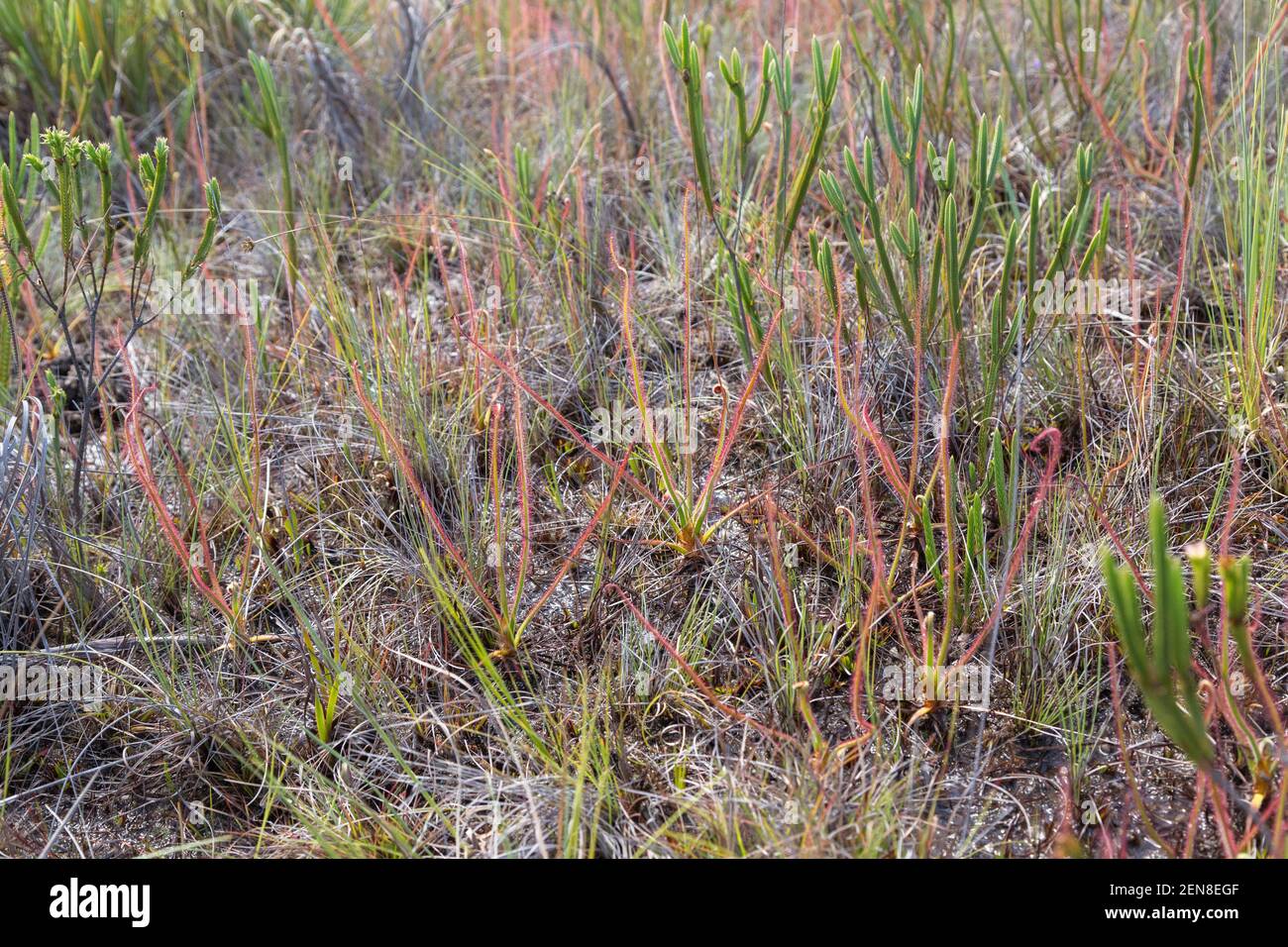 Colonia di Drosera spiralis in un habitat piuttosto umido vicino a Itacambira a Minas Gerais, Brasile Foto Stock