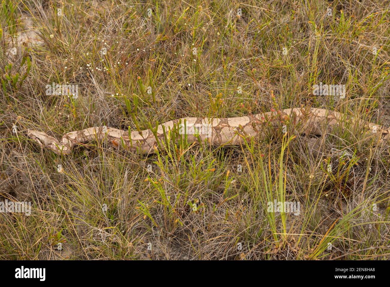 Boa costrictor vicino a Itacambira a Minas Gerais, Brasile Foto Stock