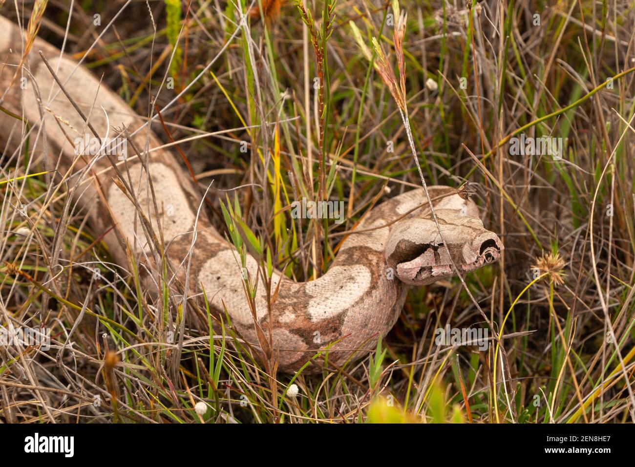 Serpente non velenoso: Costrictor Boa in ambiente naturale vicino a Itacambira a Minas Gerais, Brasile Foto Stock
