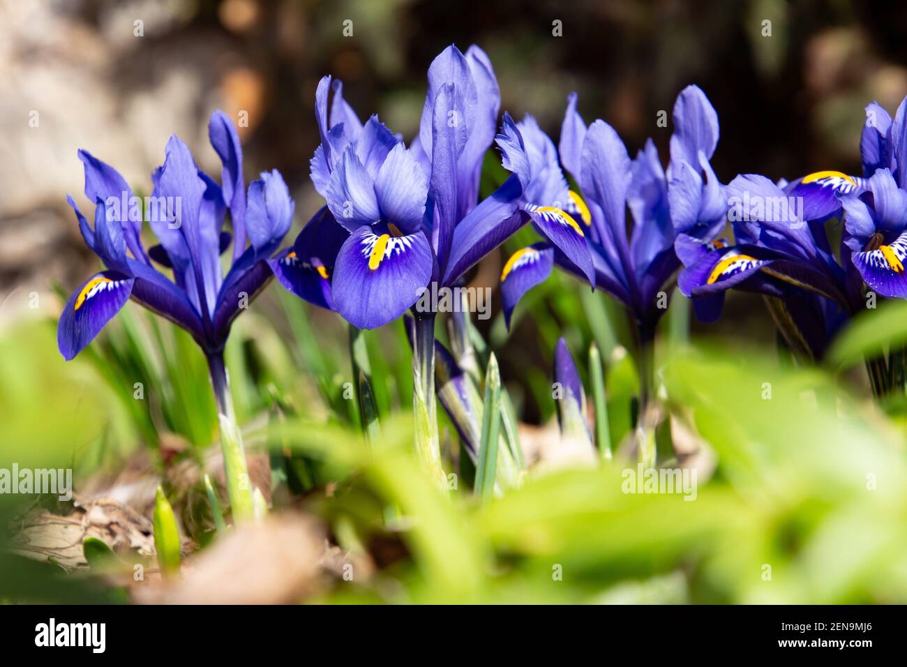 Iris con rete blu in primavera, chiamato anche iris reticulata o iris zwerg Foto Stock