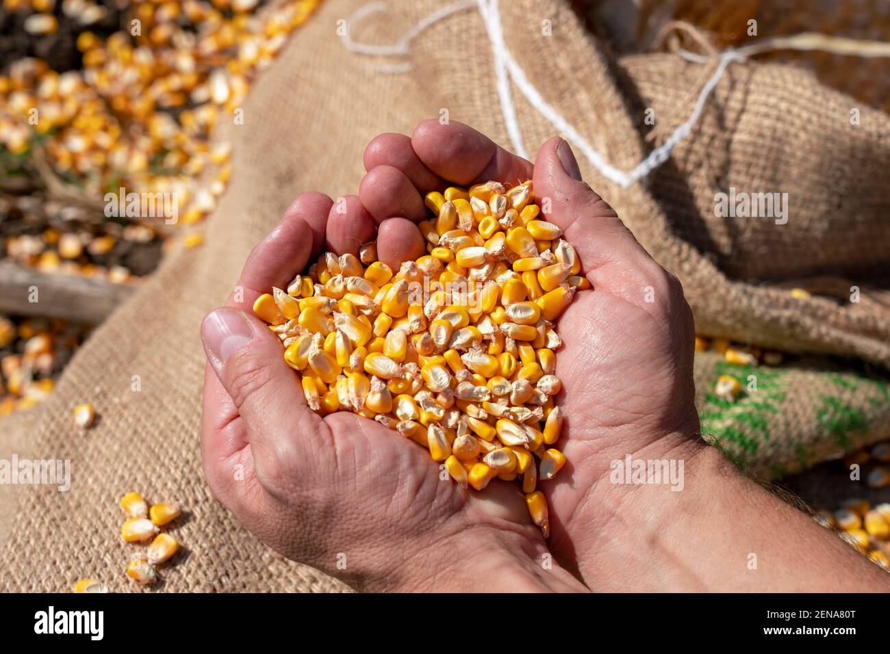 Mani grezze del coltivatore che tengono i kernels di mais sopra un sacco di lino caricato con mais di grano raccolto di fresco. Primo piano delle mani del contadino con grani di mais. Foto Stock