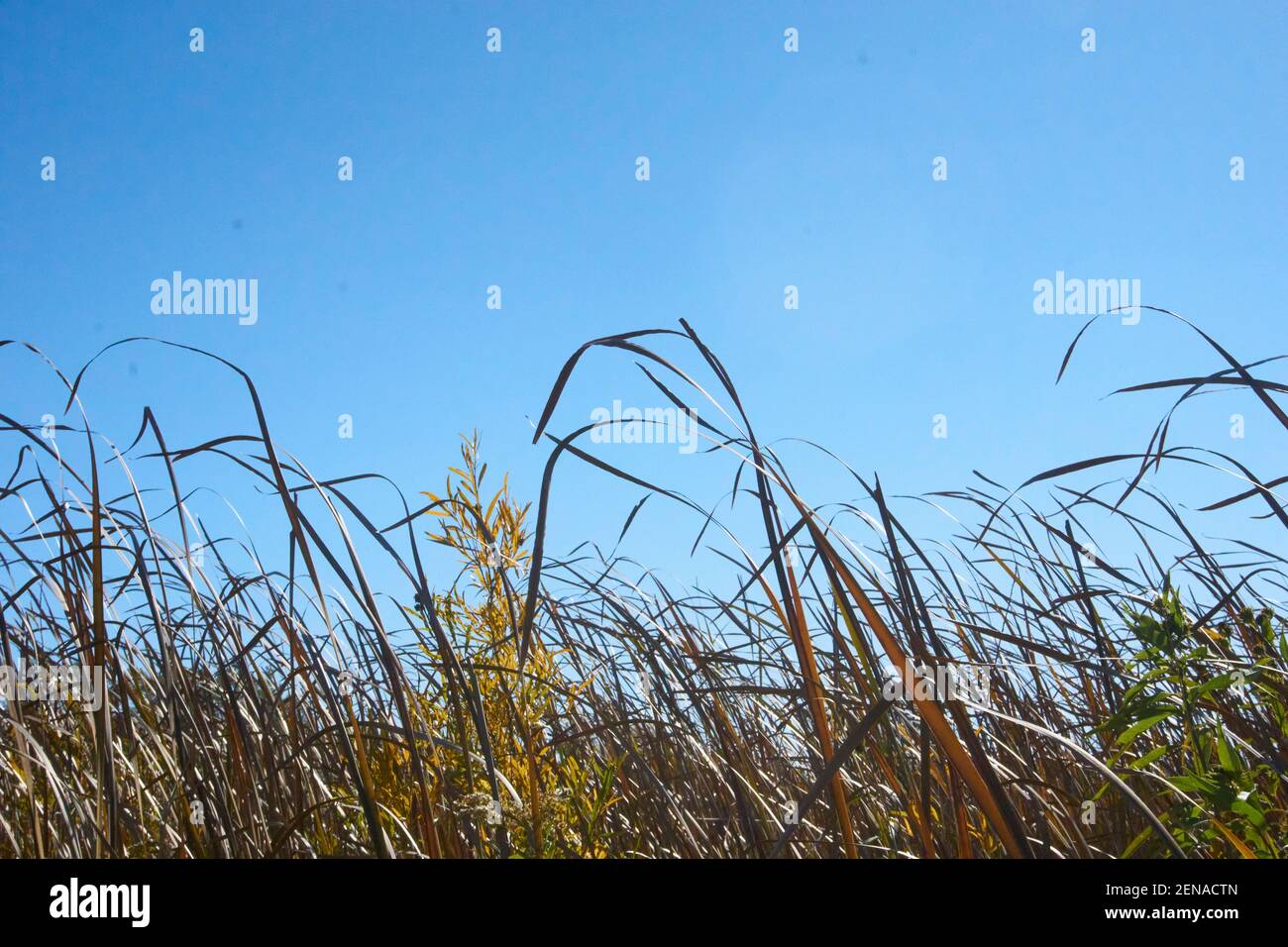 Prato in campo aperto. Foto Stock