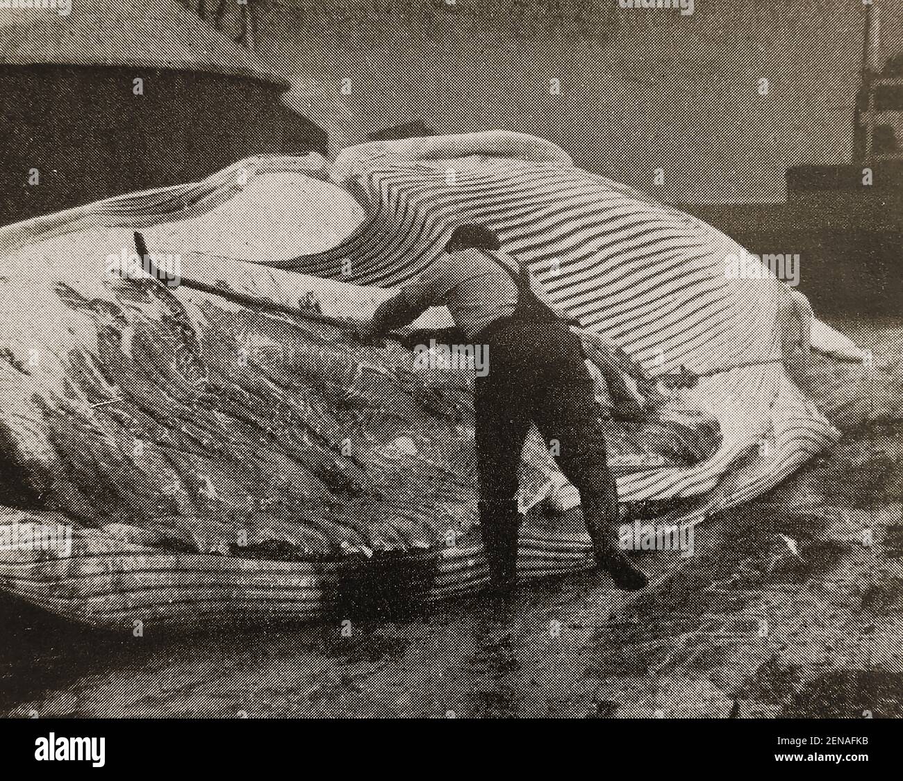"Flensing" una balena in una stazione di avvistamento dell'isola della Georgia meridionale (Atlantico meridionale) intorno agli anni '30, dove le balene venivano lavorate su scala industriale con 175,250 balene che venivano lavorate in fabbriche di tutta l'isola tra il 1904 e il 1965. La più grande balena blu (33.58 metri) è stata registrata a Grytviken, che ora è diventata un centro di interpretazione del patrimonio per mostrare '....come l'umanità può passare dallo sfruttamento estremo della natura alla sua cura a lungo termine e alla gestione.' Foto Stock