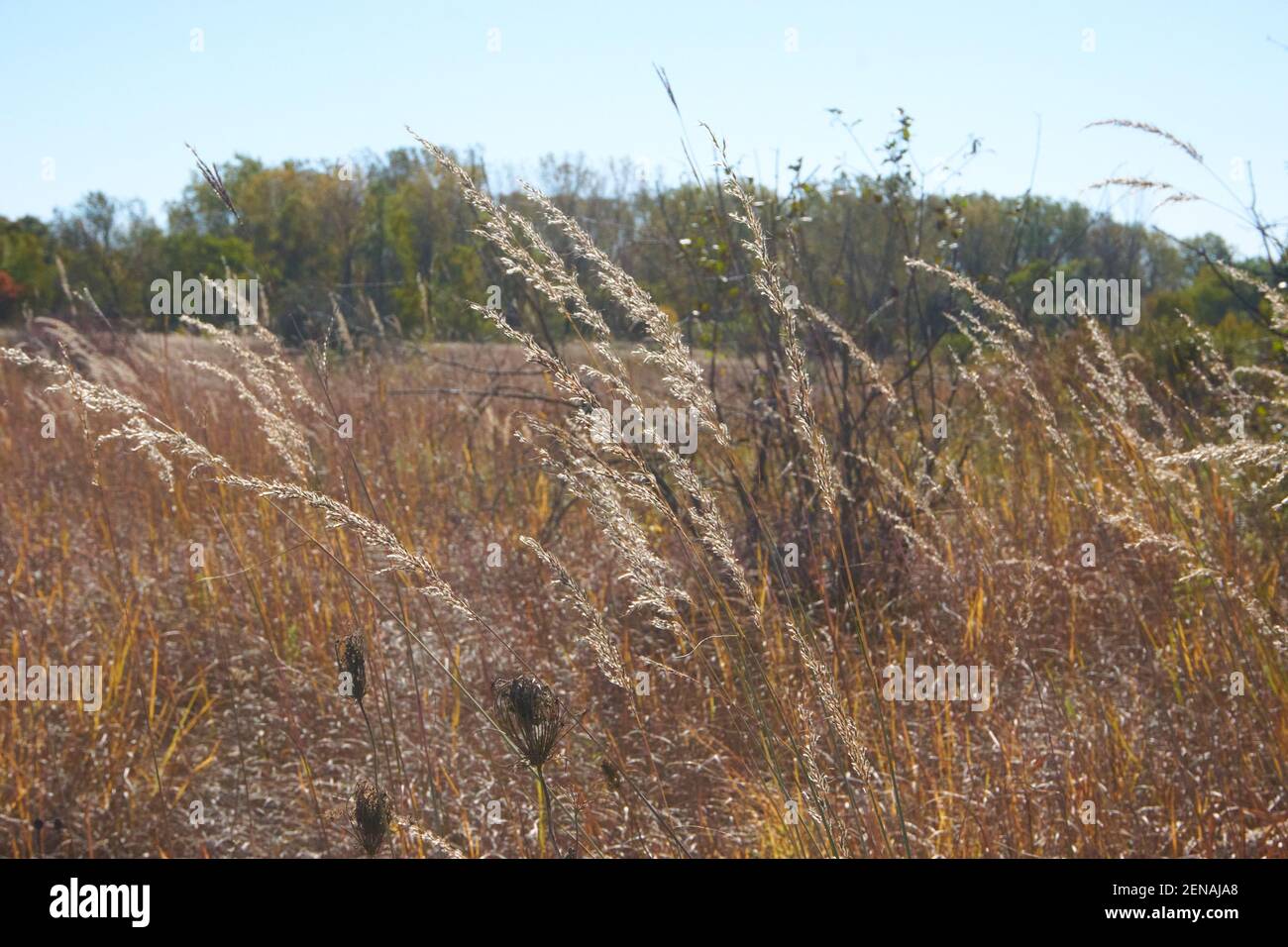 Prato in campo aperto. Foto Stock