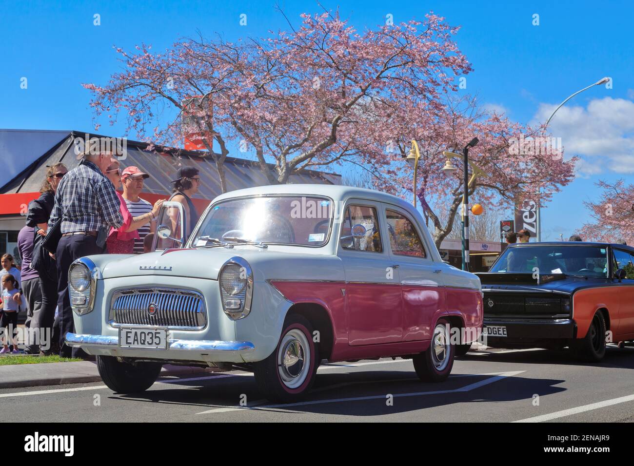 Una Ford Prefetto 1960 rosa e bianca in occasione di una mostra di auto classiche. Sullo sfondo sono rosa ciliegia fiori alberi Foto Stock