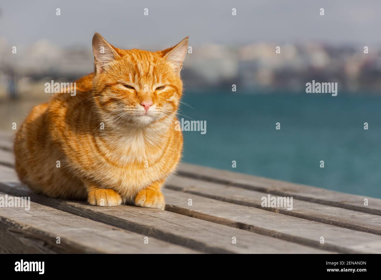 Un gatto tabby rosso dorme sullo sfondo del mare. Ritratto di un gattino su uno sfondo urbano sfocato. Il concetto di primavera, ricreazione, viaggio, Foto Stock