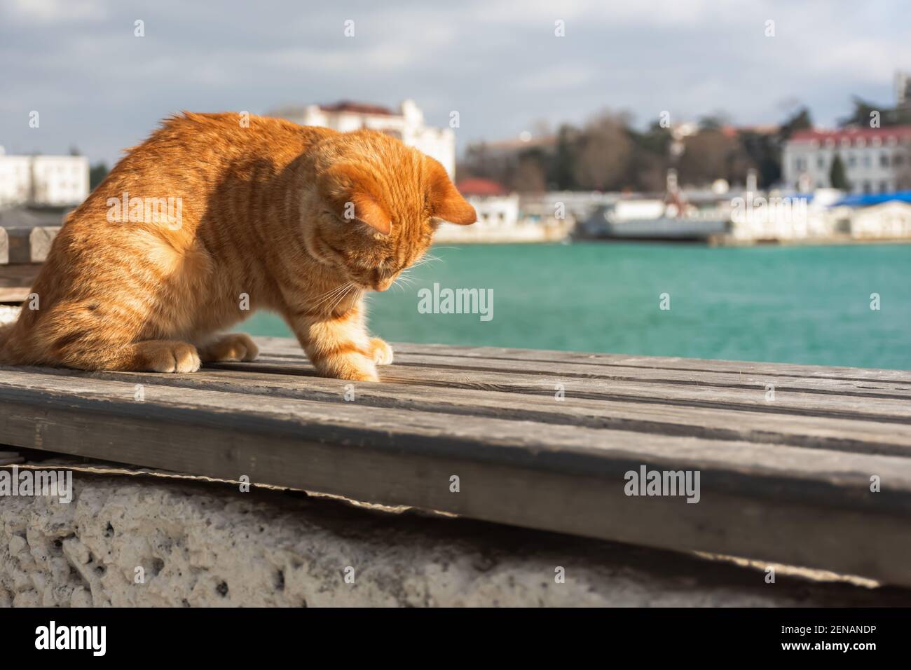 Un gatto tabby rosso gioca sullo sfondo del mare. Ritratto di un gattino su uno sfondo urbano sfocato. Il concetto di primavera, ricreazione, viaggio, Foto Stock