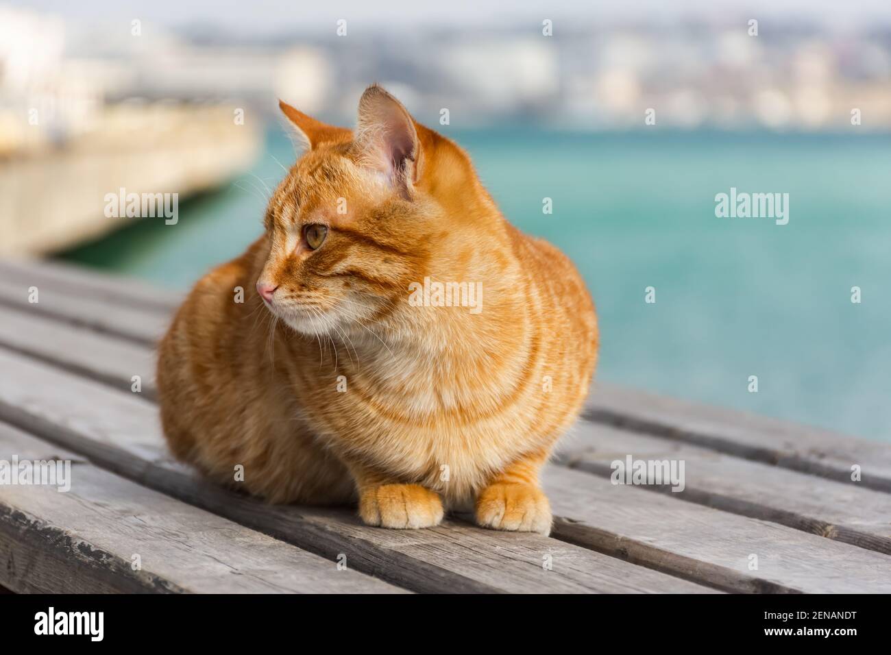 Un gatto rosso si siede sullo sfondo del mare e guarda lontano. Ritratto di un gattino su uno sfondo urbano sfocato. Il concetto di primavera, ricreazione, trave Foto Stock