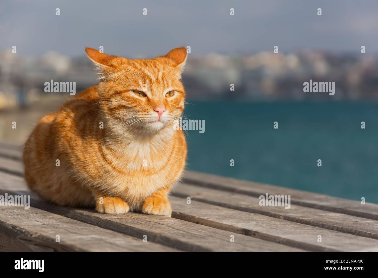 Un gatto tabby rosso dorme sullo sfondo del mare. Ritratto di un gattino su uno sfondo urbano sfocato. Il concetto di primavera, ricreazione, viaggio, Foto Stock