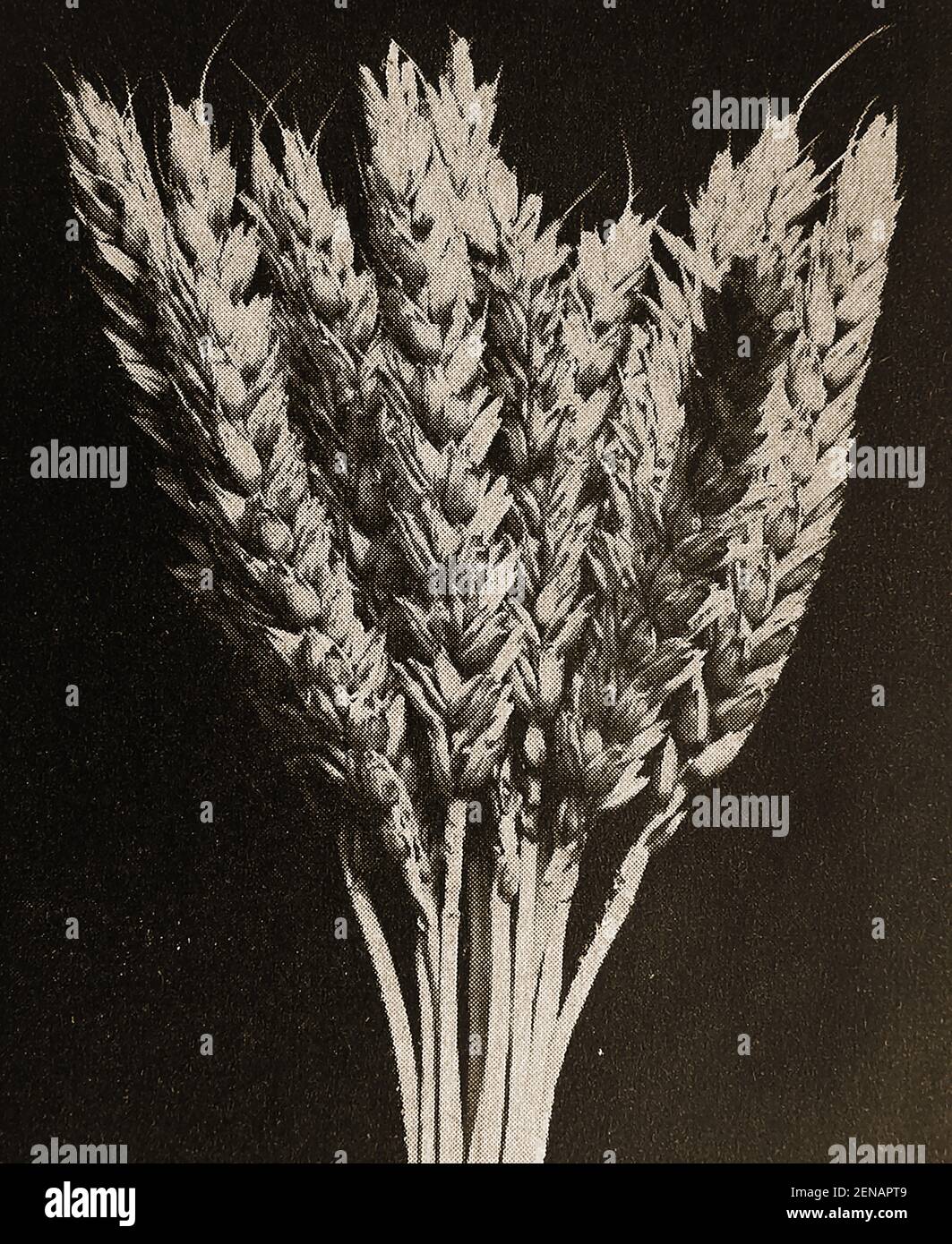 Una prima fotografia dell'allora nuovo GRANO YEOMAN - prodotto al Plant Breeding Institute Cambridge da Rowland Biffen attraversando 'Canadian Red Fife' con Browick una varietà britannica a bassa proteina nel 1916. Foto Stock
