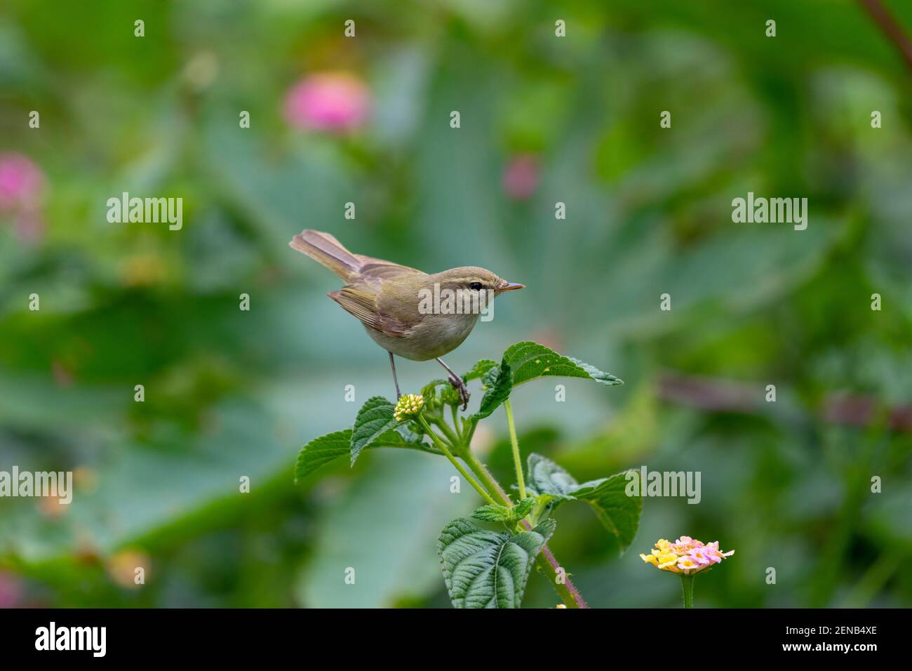 piccolo uccello predicato su fiore Foto Stock