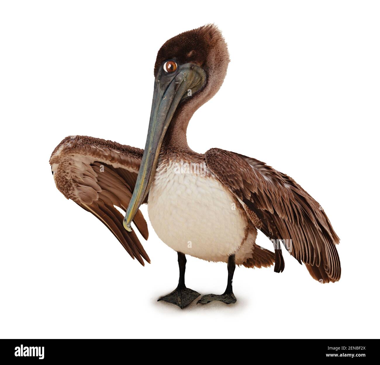 Uccello Pelican con gli occhi divertenti isolato su bianco Foto Stock