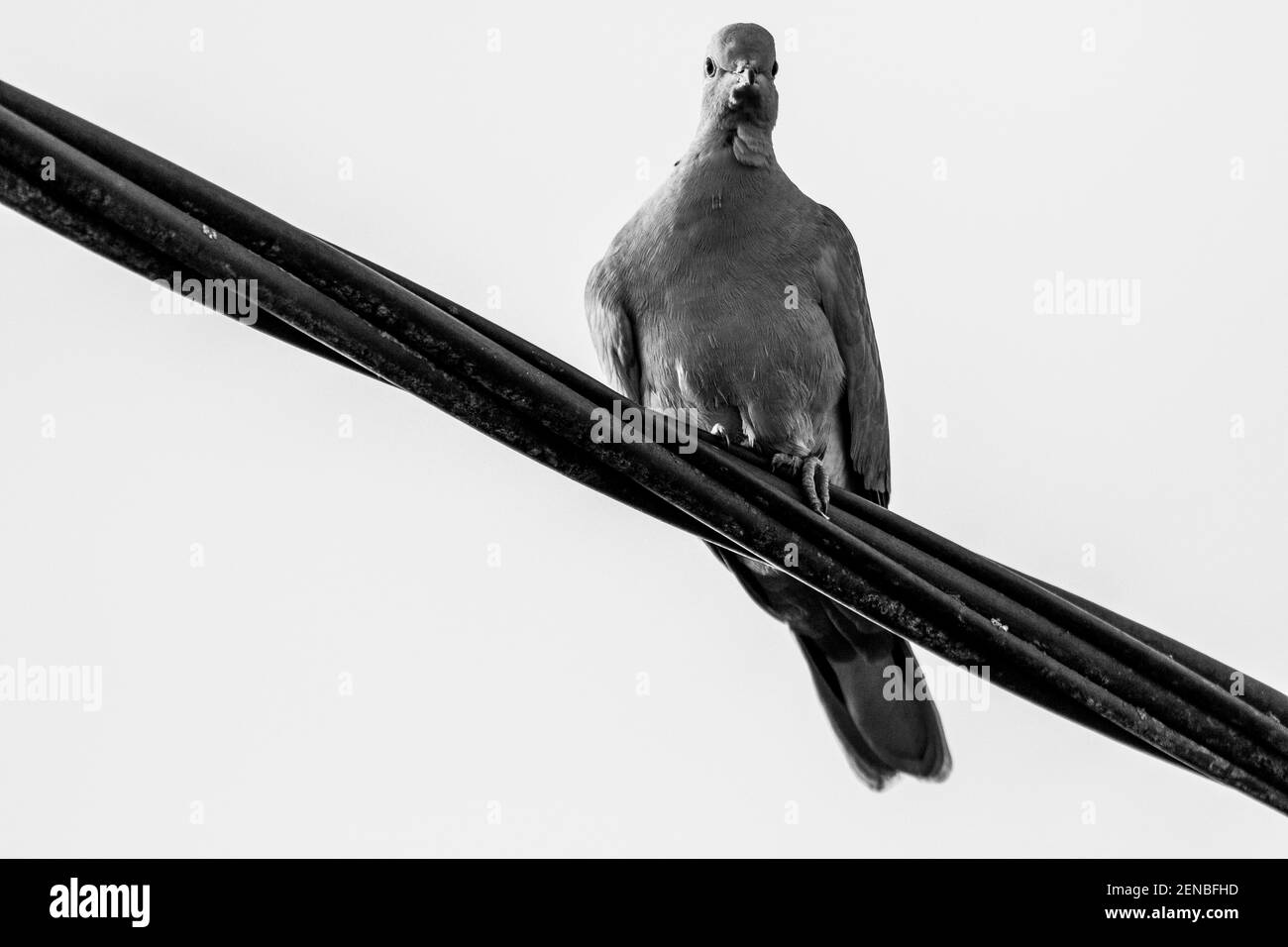 Un ritratto in bianco e nero di un semplice piccione seduto su un filo elettrico nero ad alta tensione. L'uccello si sta guardando intorno con un cielo blu chiaro dietro Foto Stock