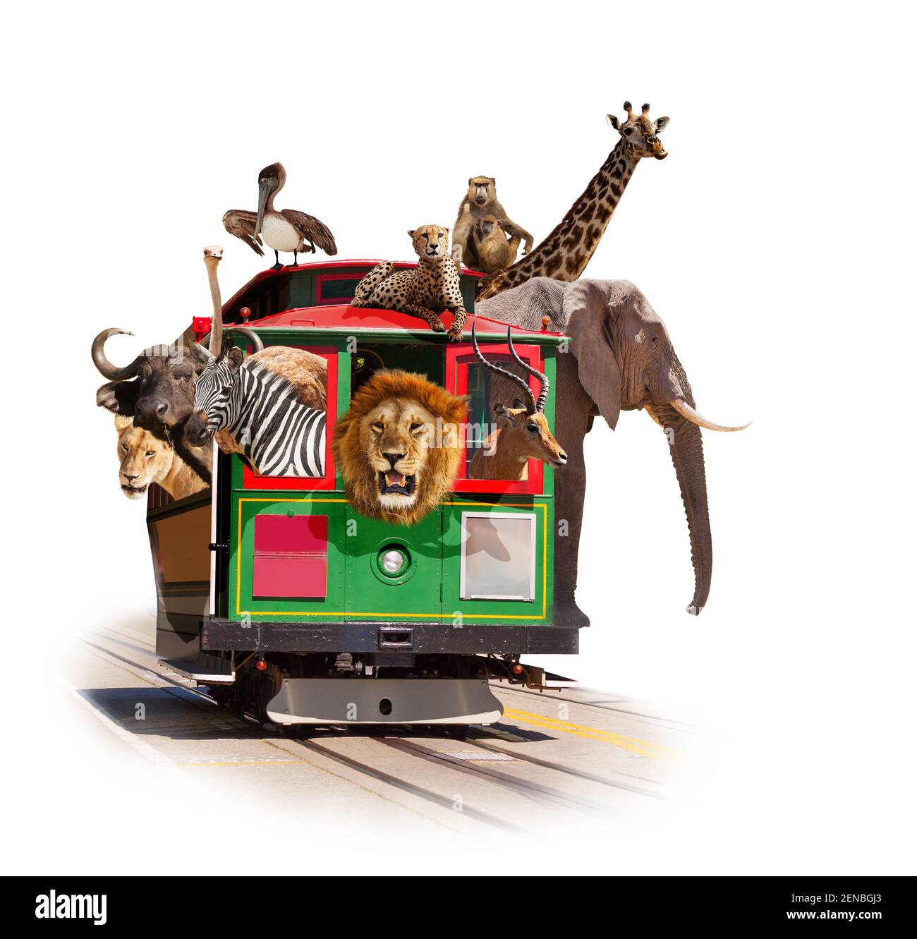 Molti animali dello zoo cavalcano il tram isolato su bianco Foto Stock