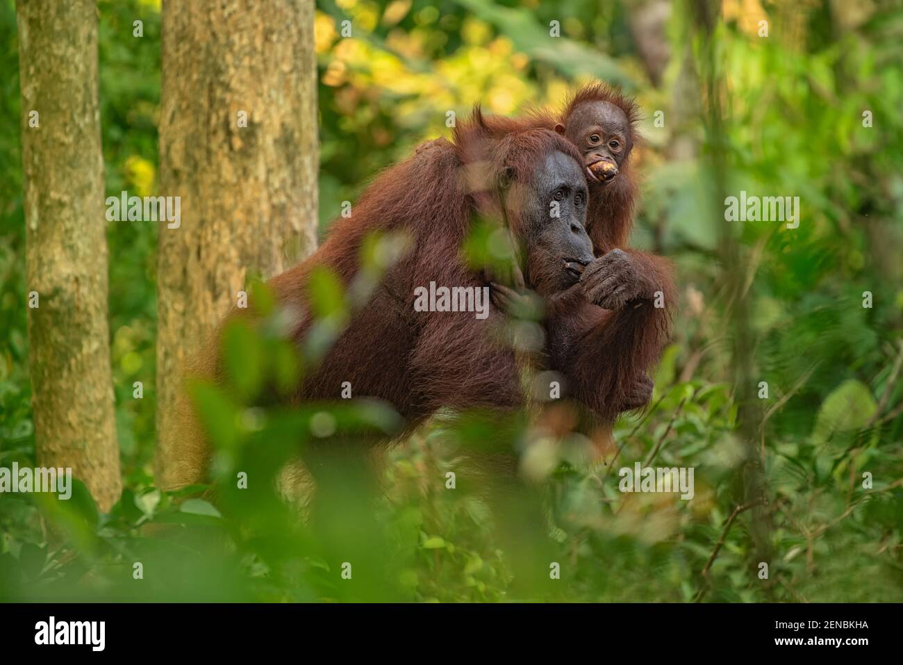 Tanjung Puting orangutanka s malým Foto Stock