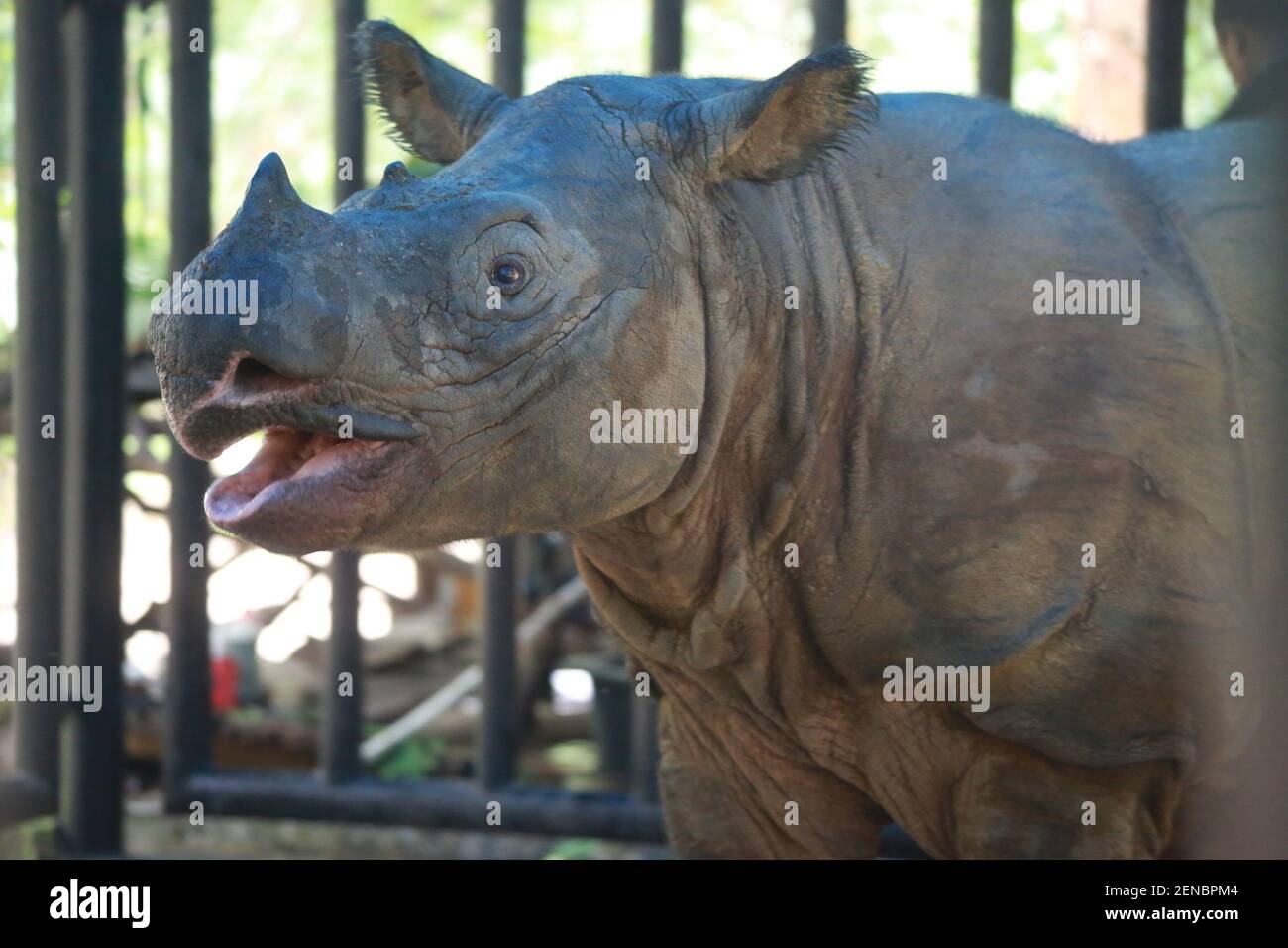 Un rinoceronte di Sumatran (Dicerorhinus sumatrensis) presso il Santuario di Sumatran Rhino (SRS), Way Kambas National Park a Lampung, Indonesia, il 21 luglio 2019. I rinoceronti di Sumatran sono i più piccoli di tutti i rinoceronti, e l'unica varietà asiatica con due corna. (Foto di Ferdi Awed/INA Photo Agency/Sipa USA) Foto Stock
